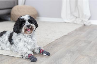 Produktbild Trixie Hundesocken (XS, S, Hundesocken)
