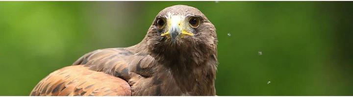 Actual product image Canon 10x42L IS WP (10 x, 42 mm)