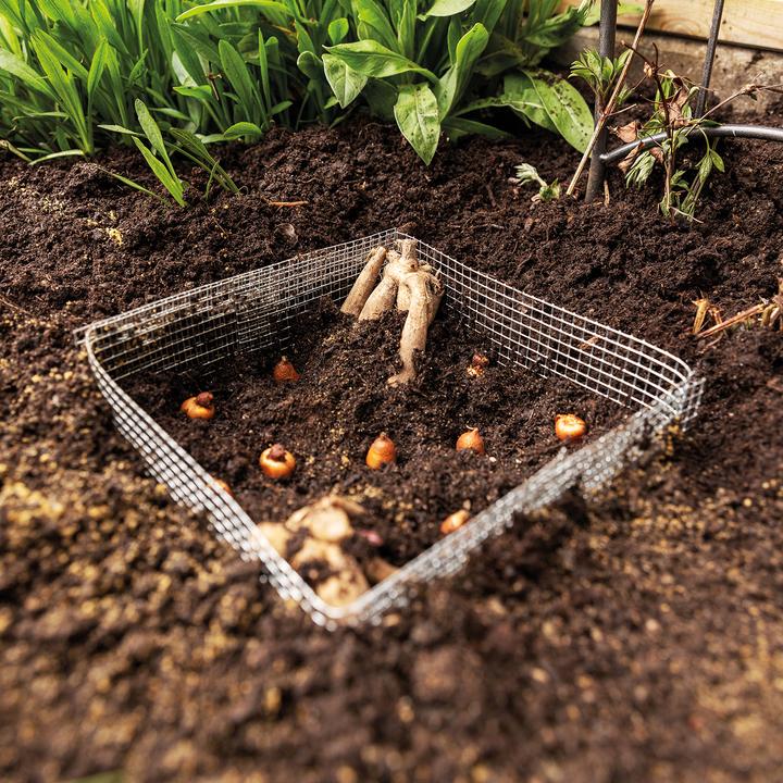 Produktbild Bellissa Blumenzweibel Gamaschen 20 (5er Set)