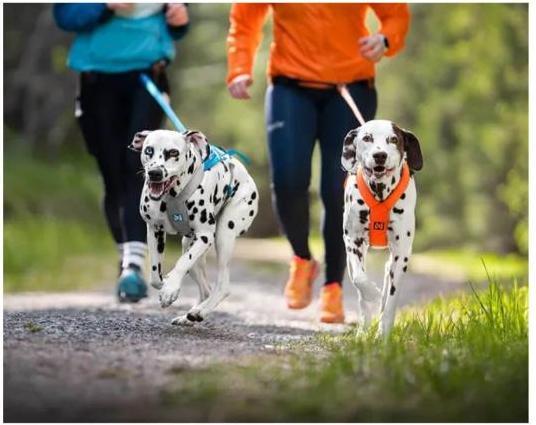 Actual product image Non-Stop Dogwear Freemotion Harness 5.0 (XXL, Dog, Dog sport)