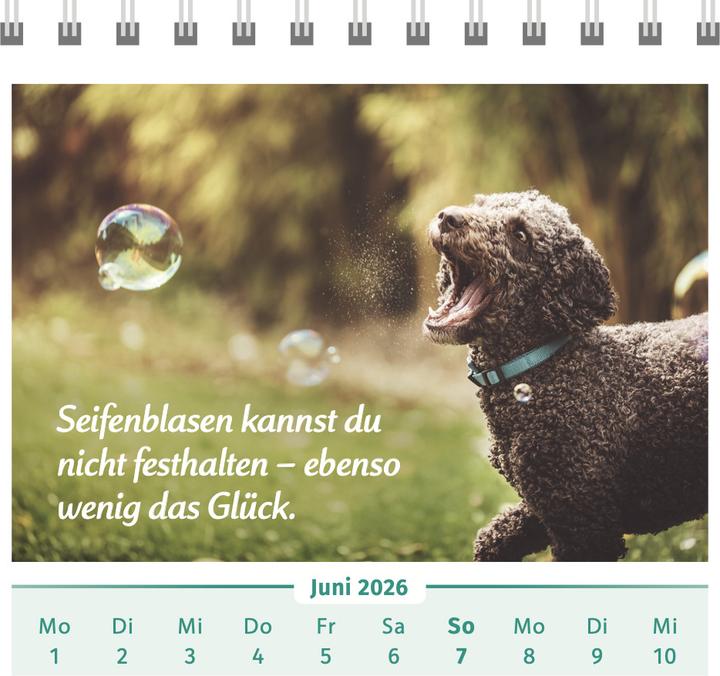 Produktbild Wolf:Der Lebensfreude-Tischkalender 202 (17 x 15,6 cm)