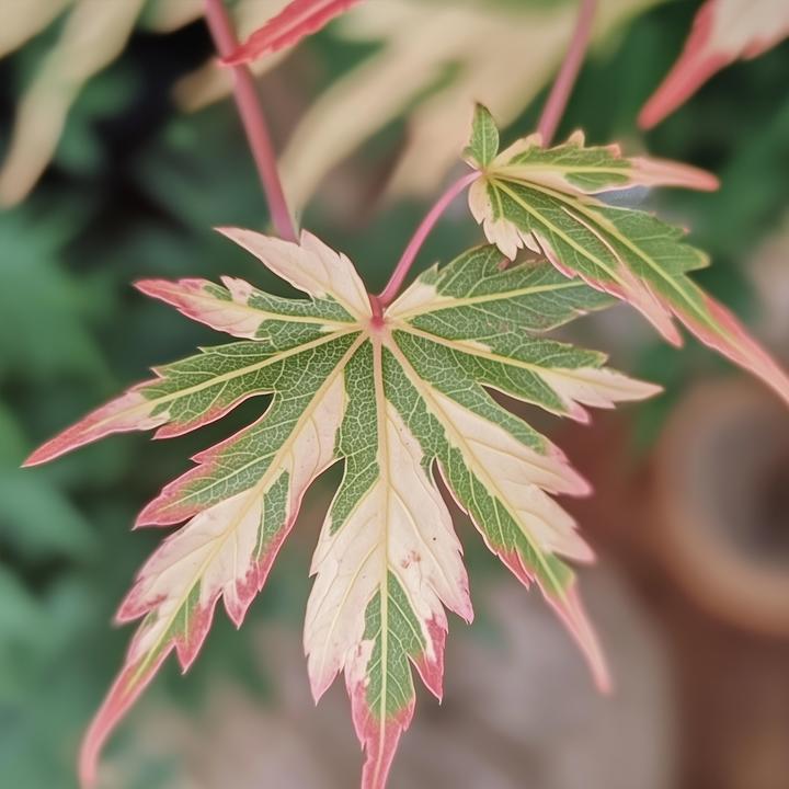 Immagine prodotto Plant in a Box Acer Palmatum 'Taylor' - 2er Set Ahornbäume (50 cm)
