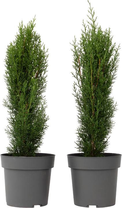 Produktbild Plant in a Box Cupressus sempervirens totem - 2er Set Toskanische Zypresse (80 cm)