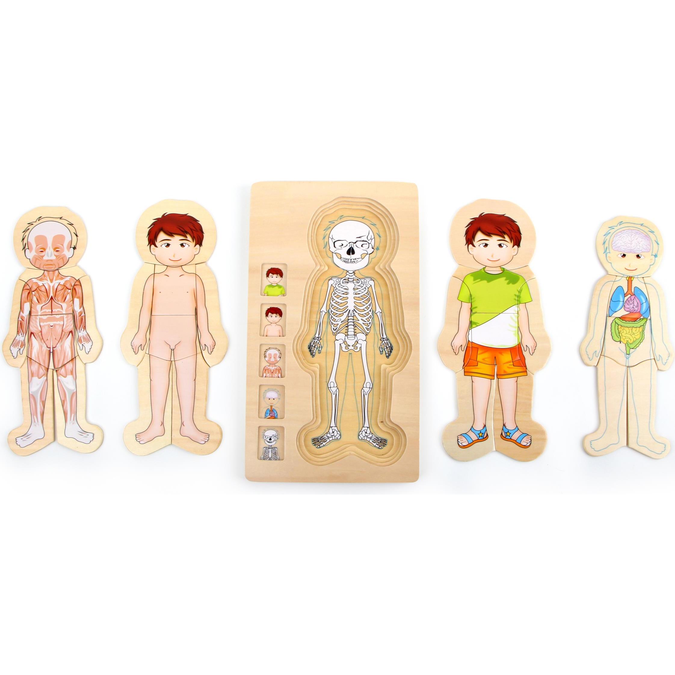 Thumbnail - small foot Anatomie Tim (29 Teile)