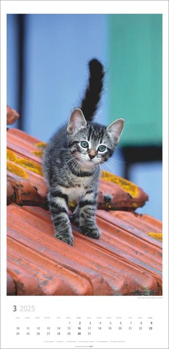 Produktbild Katzen Kalender 2025 (33 x 68 cm, Harter Einband, Deutsch)
