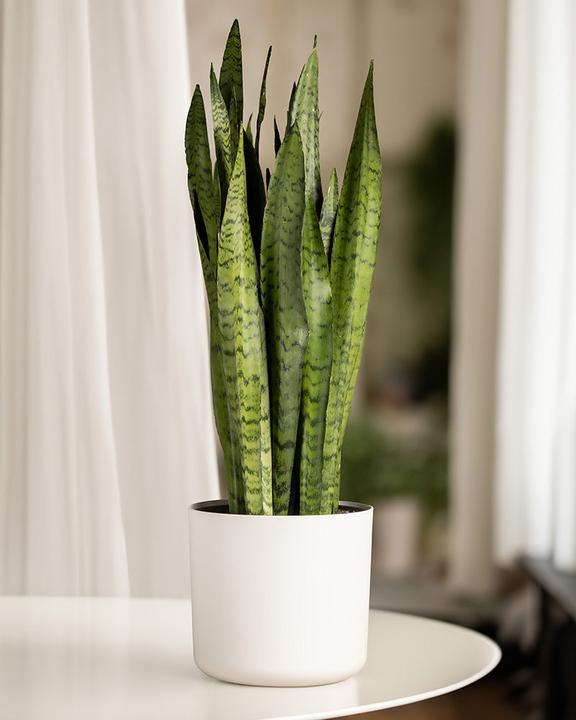 Immagine prodotto feey Grosse Grüne Schwiegermutterzunge (70 cm, Appena rinvasata)