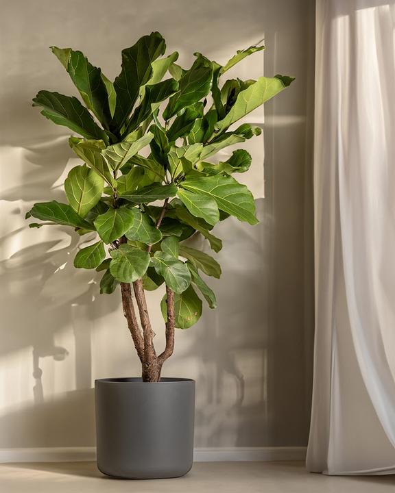 Actual product image feey Lumi (29.50 cm)