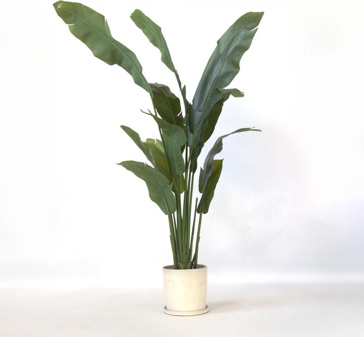Immagine prodotto Plant in a Box Strelitzia - (160 cm)