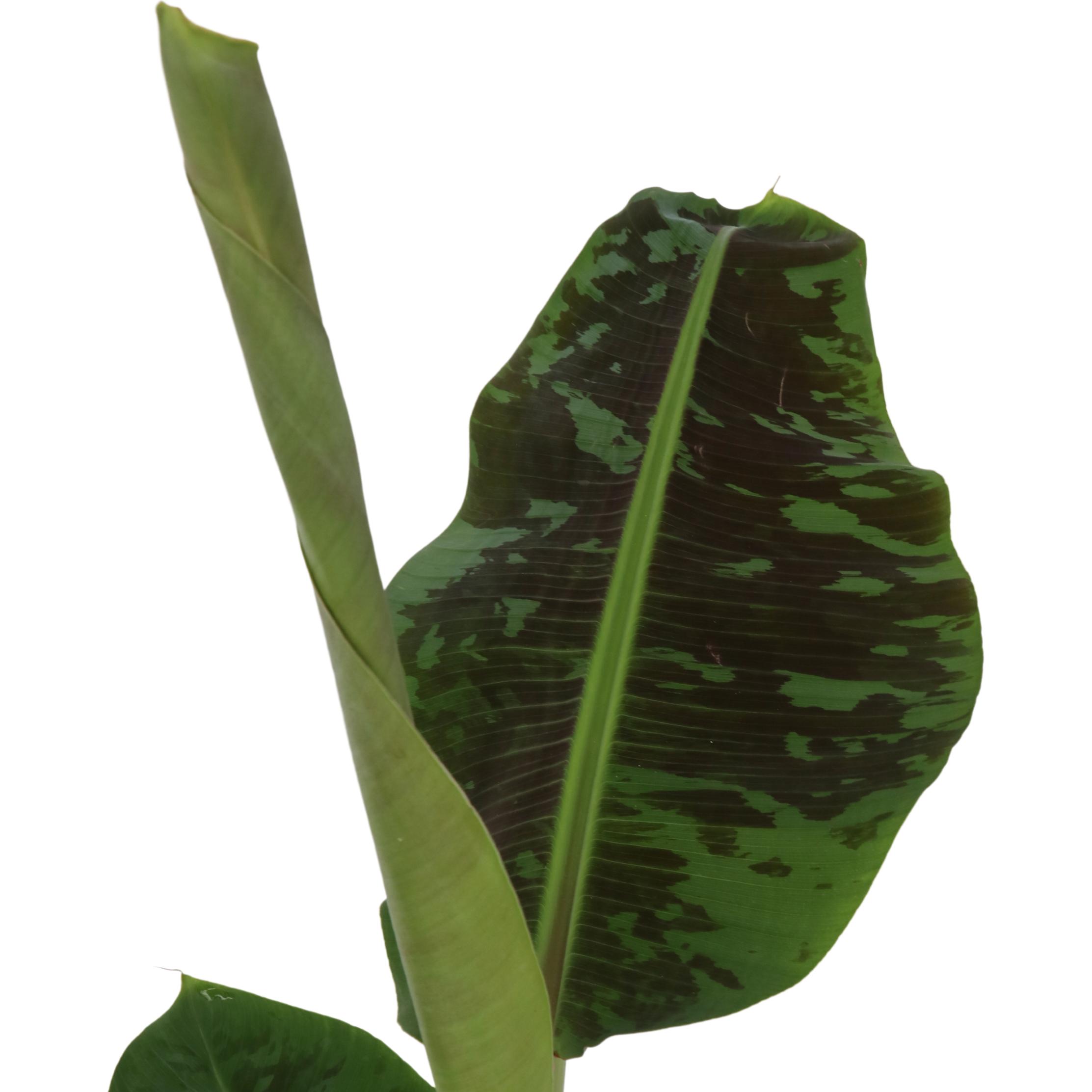 Thumbnail - Plant in a Box, Pflanzen, Musa Dwarf Cavendish - (90 cm)