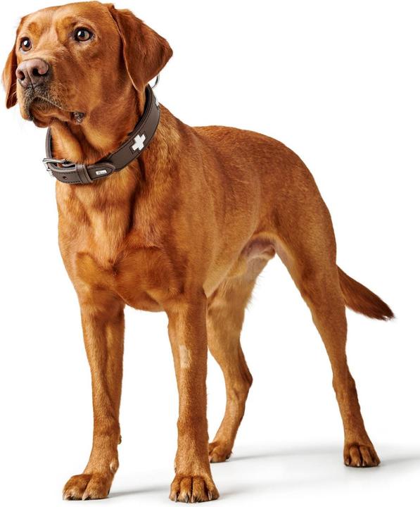 Actual product image Hunter Collar Swiss genuine leather (47, 48, 49, 50, 52, 54, Dog, General)