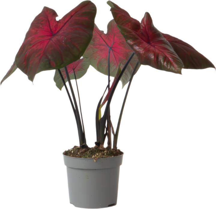 Image du produit Plant in a Box Caladium Postman Joyner - (25 cm)