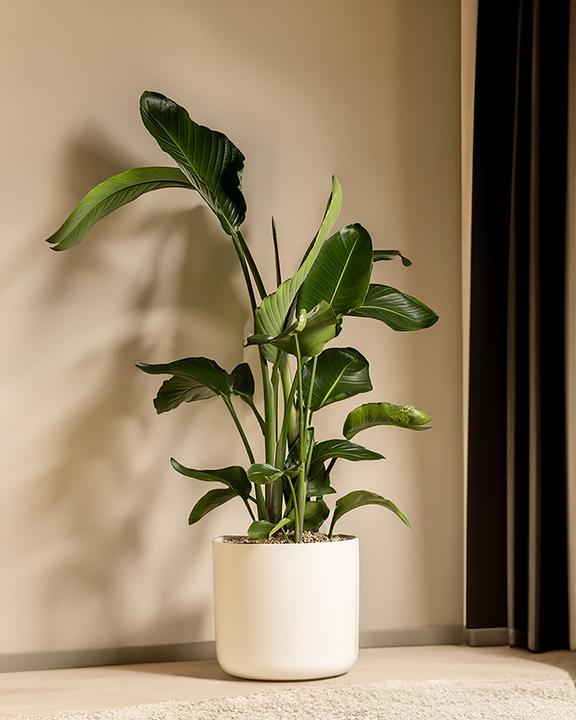 Actual product image feey Lumi (34.50 cm)