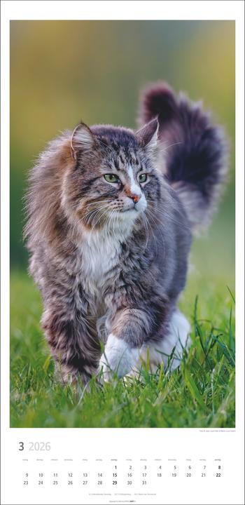 Produktbild Katzen Kalender 2026 (33 x 68 cm)