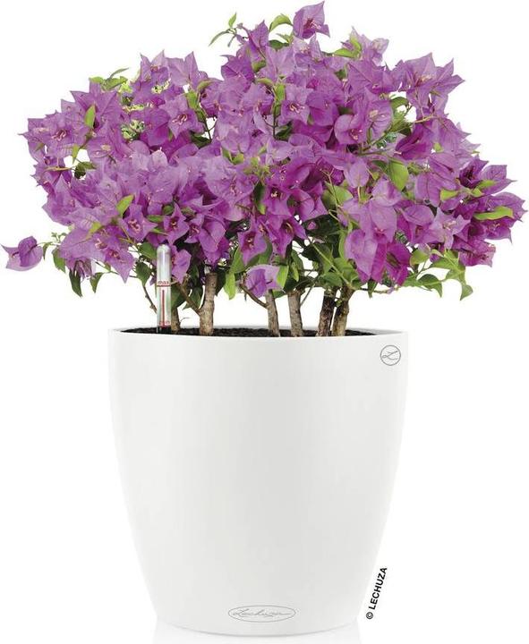 Actual product image Lechuza Classico Color (27.50 x 26 cm)
