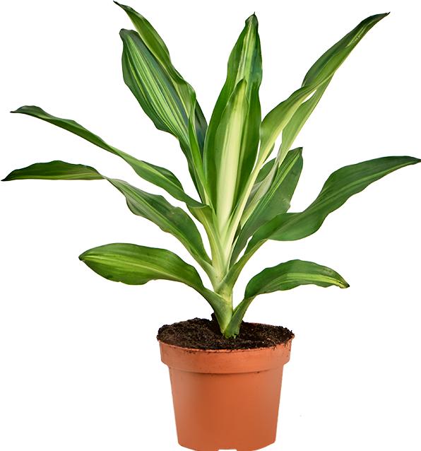 Immagine prodotto Mahaloplants Dracaena