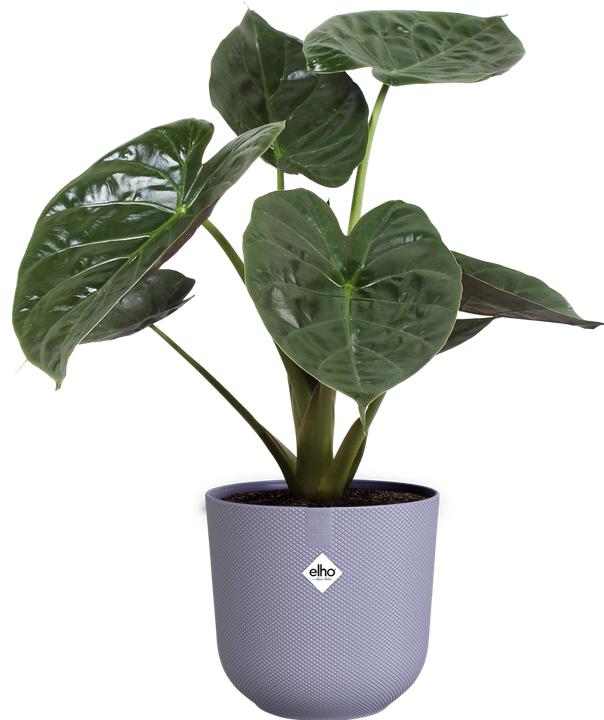 Produktbild Elho Jazz Rund (23 x 21 cm)