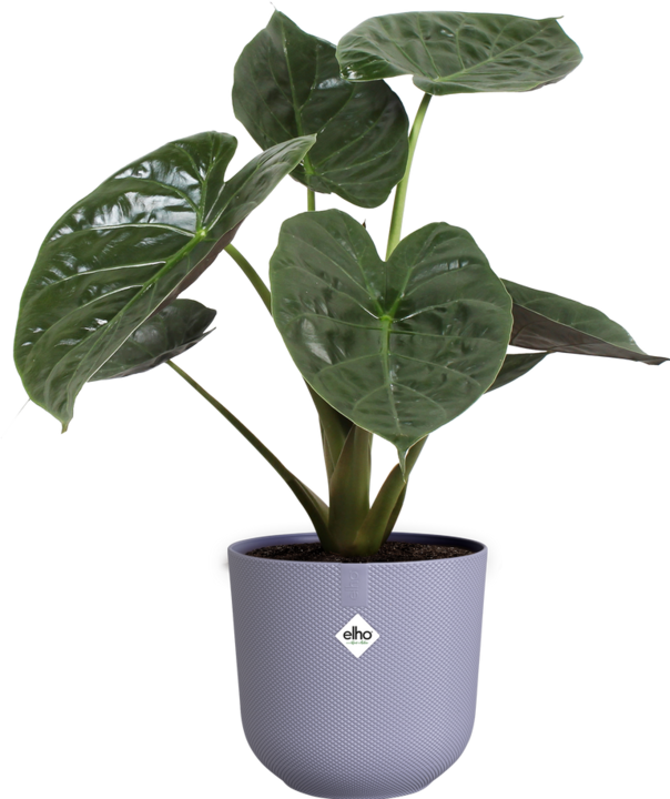 Actual product image Elho Jazz Round (23 cm)