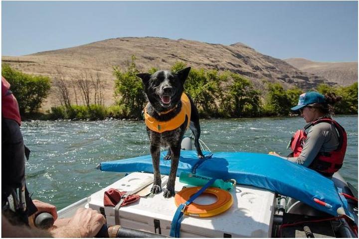 Productafbeelding Ruffwear Drijfjas L, Golf Oranje (L, Hondenzwemvest)