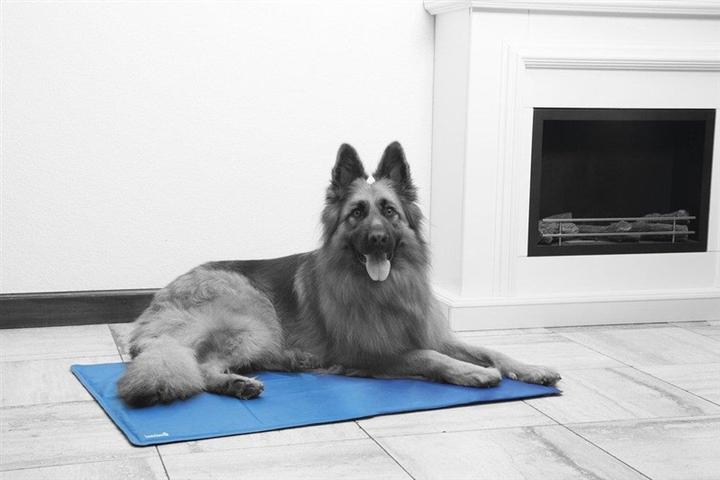 Image du produit Beeztees Quick (Chien)