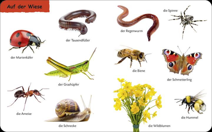 Image du produit Duden: 12+: Kennst du das? Die Tiere (Allemand)