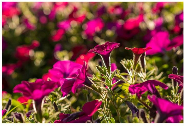 Image du produit Tokina AT-X M 56 mm f/1.4 Sony E (Sony E, APS-C / DX)