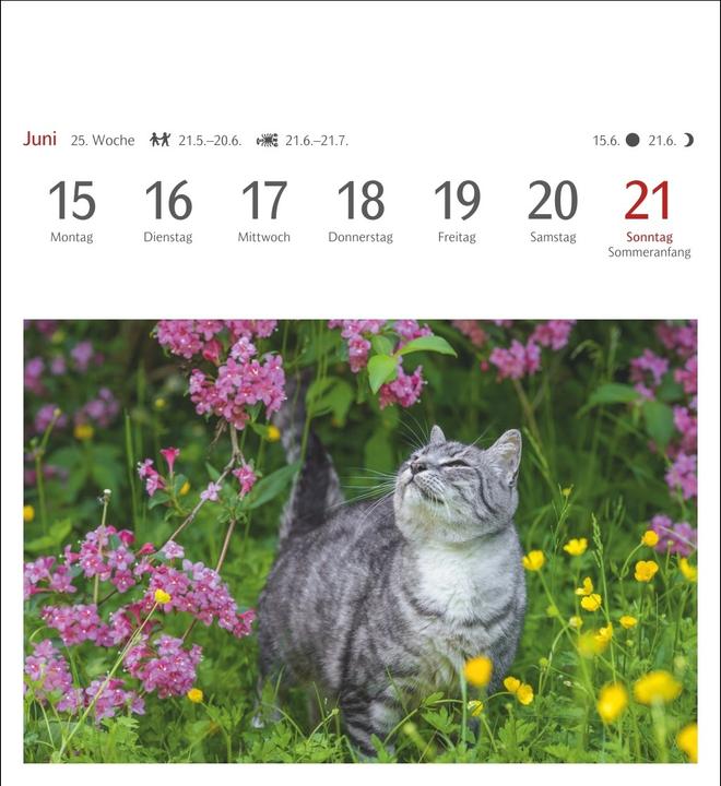 Actual product image Harenberg Katzen Postkartenkalender 2026 - Wochenkalender mit 53 Postkarten (Hardcover, German)