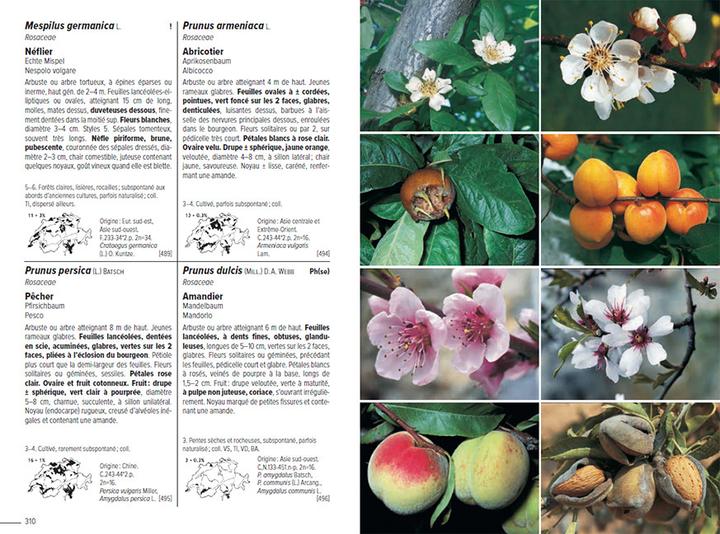 Image du produit Flora Helvetica - Flore illustrée de Suisse (Français, Andreas Gygax, Anne-Laure Maire, Ernest Gfeller, Gerhart Wagner, Konrad Lauber, 2024)