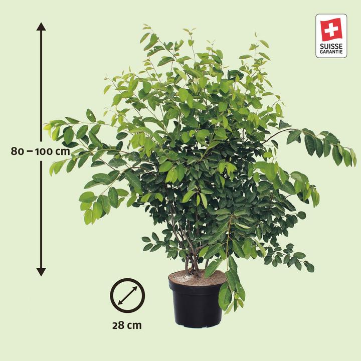 Immagine prodotto Zulauf Kupfer-Felsenbirne / Amelanchier lamarckii (100 cm)