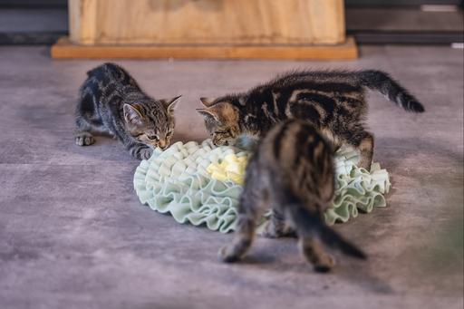 Actual product image Beeztees Bz Kitten Flowi Snapmat (Cat food toy)