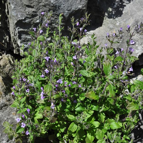 Produktbild Säntispracht 3 er Set, Die duftende Bergminze - Calamintha nepeta Marvelette Blue (35 cm)