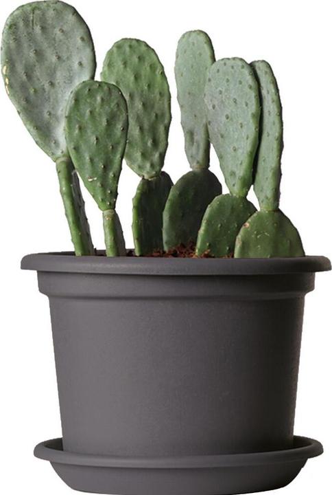 Actual product image Euro3plast Planter (25 cm)