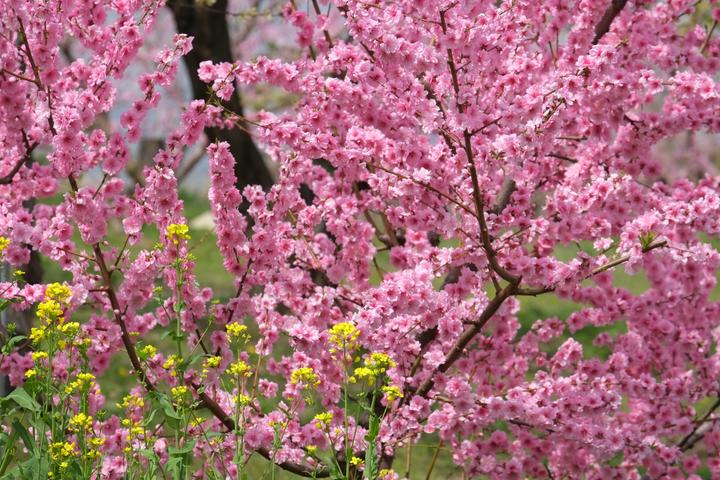Produktbild Fujifilm Fujinon XF 55-200mm f/3.5-4.8 R LM OIS (Fujinon XF, APS-C / DX)