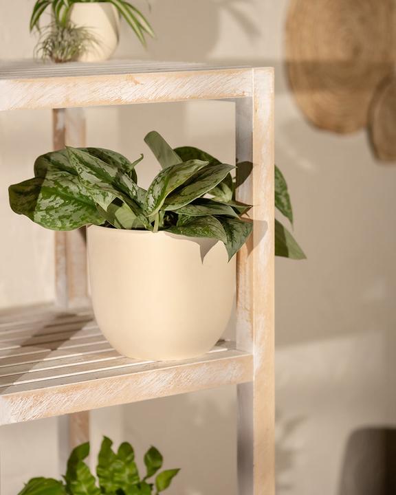 Produktbild feey Silbrige Efeutute (20 cm, Frisch umgetopft)