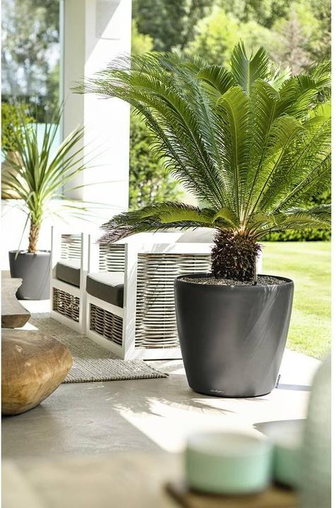 Image du produit Lechuza Classico (43 x 40 cm)