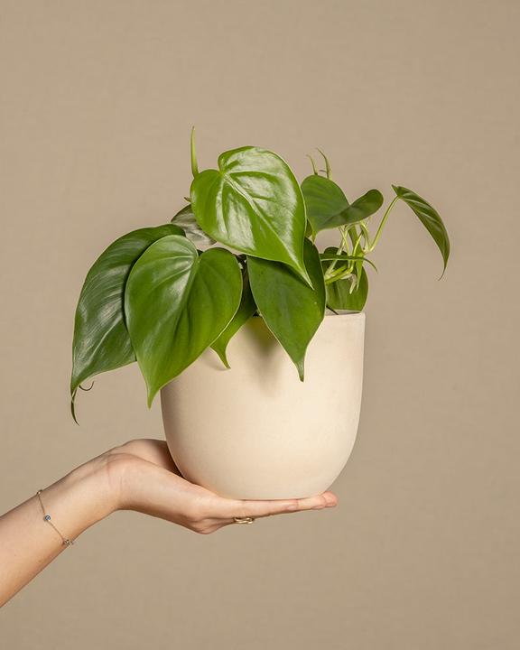 Image du produit feey Philodendron scandens (10 cm, Fraîchement rempotés)