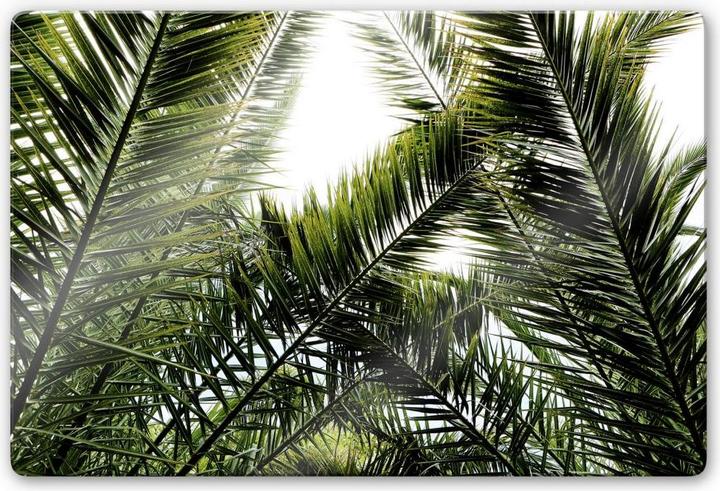 Produktbild Trenddeko Dattelpalme (60 x 40 cm)