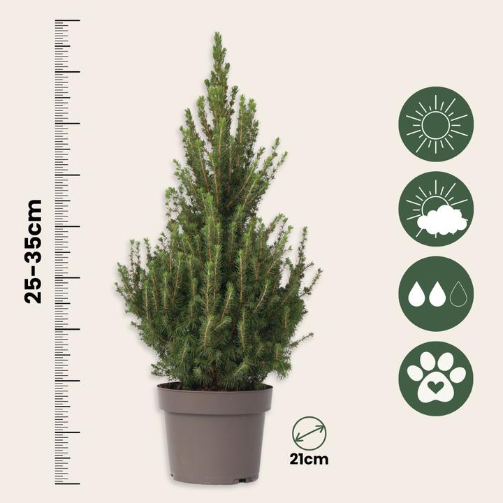 Actual product image Plant in a Box Picea glauca conica 'December' - Mini-Weihnachtsbaum (75 cm)