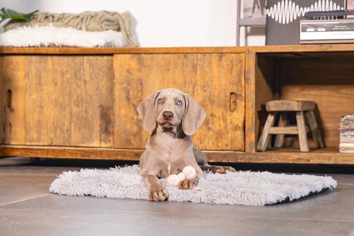 Produktbild Beeztees Dental Hantel (Kauspielzeug Hund)