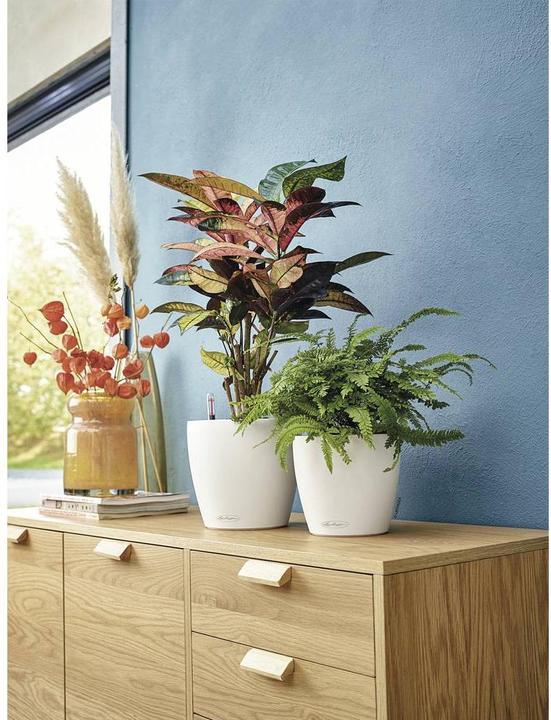 Actual product image Lechuza Classico Color (21.50 cm)