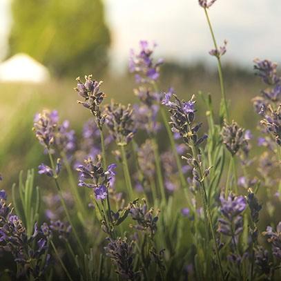Produktbild Cereria Mollá Boutique Provence Lavende (230 g)