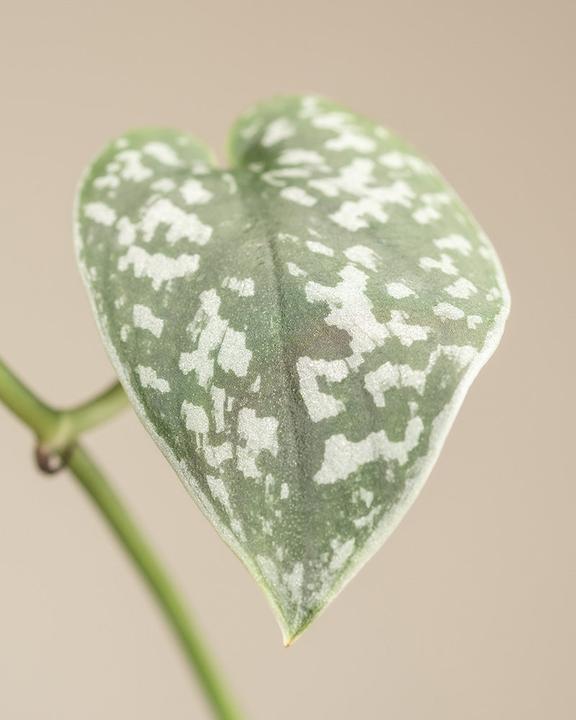 Actual product image feey Gefleckte Efeutute (35 cm, Freshly repotted)