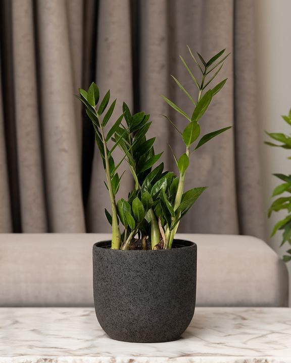 Image du produit feey Glücksfeder (35 cm, Fraîchement rempotés)