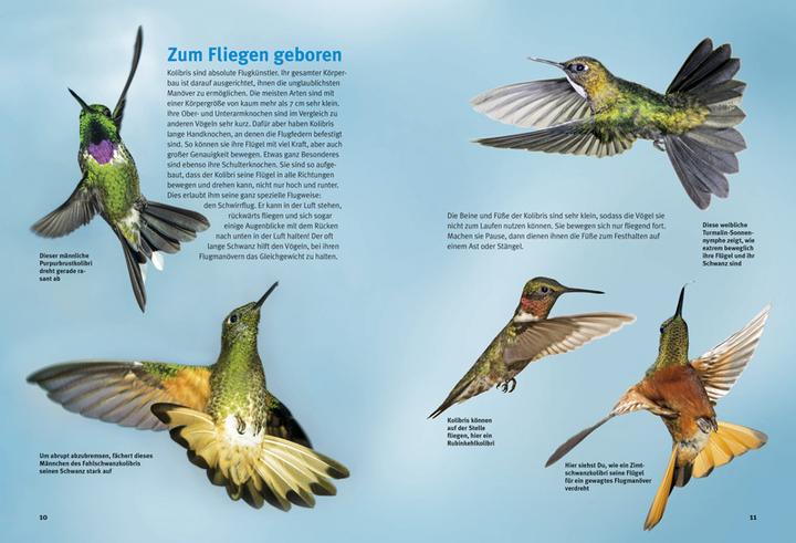 Produktbild Entdecke die Kolibris (Deutsch, Leonie Proscurcin, 2016)