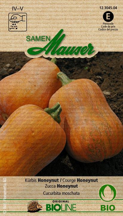 Actual product image Samen Mauser Pumpkin Honeynut (Vegetable seeds)