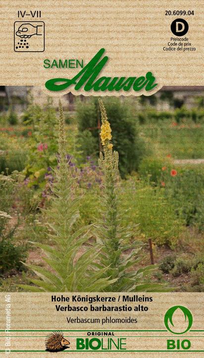 Produktbild Samen Mauser Hohe Königskerze (Blumensamen)