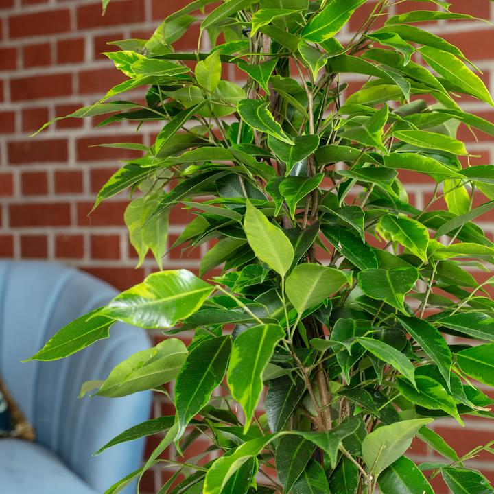 Immagine prodotto Flowerbox Fico della Betulla "Forever" - Ficus benjamini (75 cm)