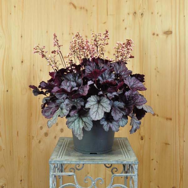 Produktbild Säntispracht Ein herbstblühendes Purpurglöckchen - Heuchera x brizoides 'Shanghai' (40 cm)