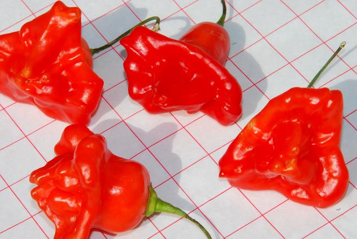 Image du produit Zollinger Bio Chili, Glockenchili