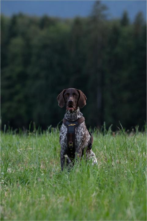 Produktbild Niggeloh Hundeführgeschirr Follow (S, Hund, Hundesport)