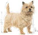 Produktbild Royal Canin CCN Light Weight Care Mini (Adult, 1 Stk., 3000 g)